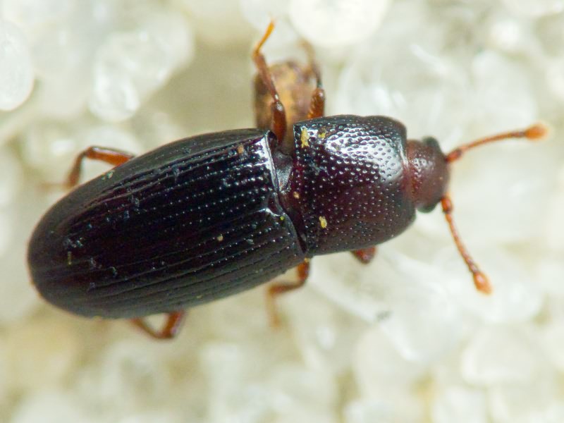 Cerylon histeroides (Fabricius, 1792)